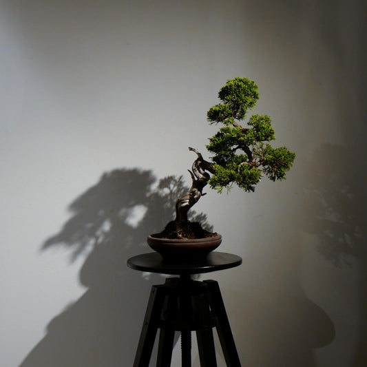 Epilogue BONSAI 盆景藝術