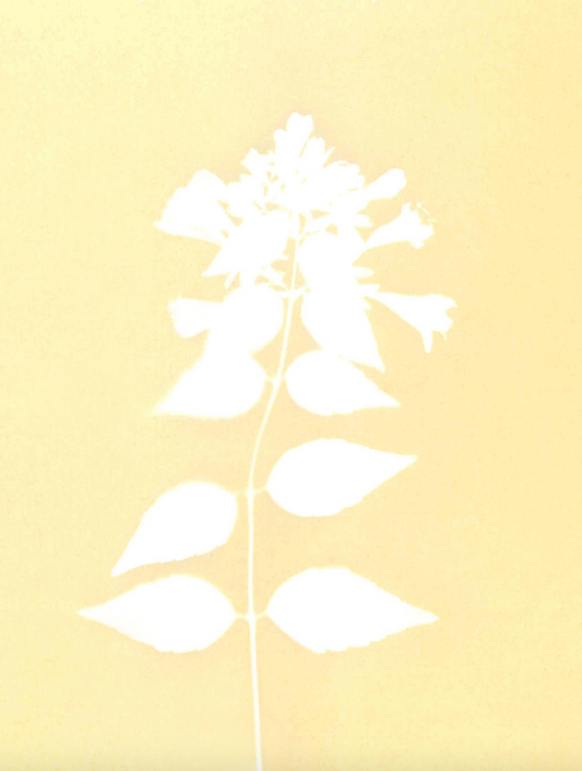 藍曬圖像藝術工作坊